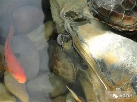 斑龜跟魚一起養 打開